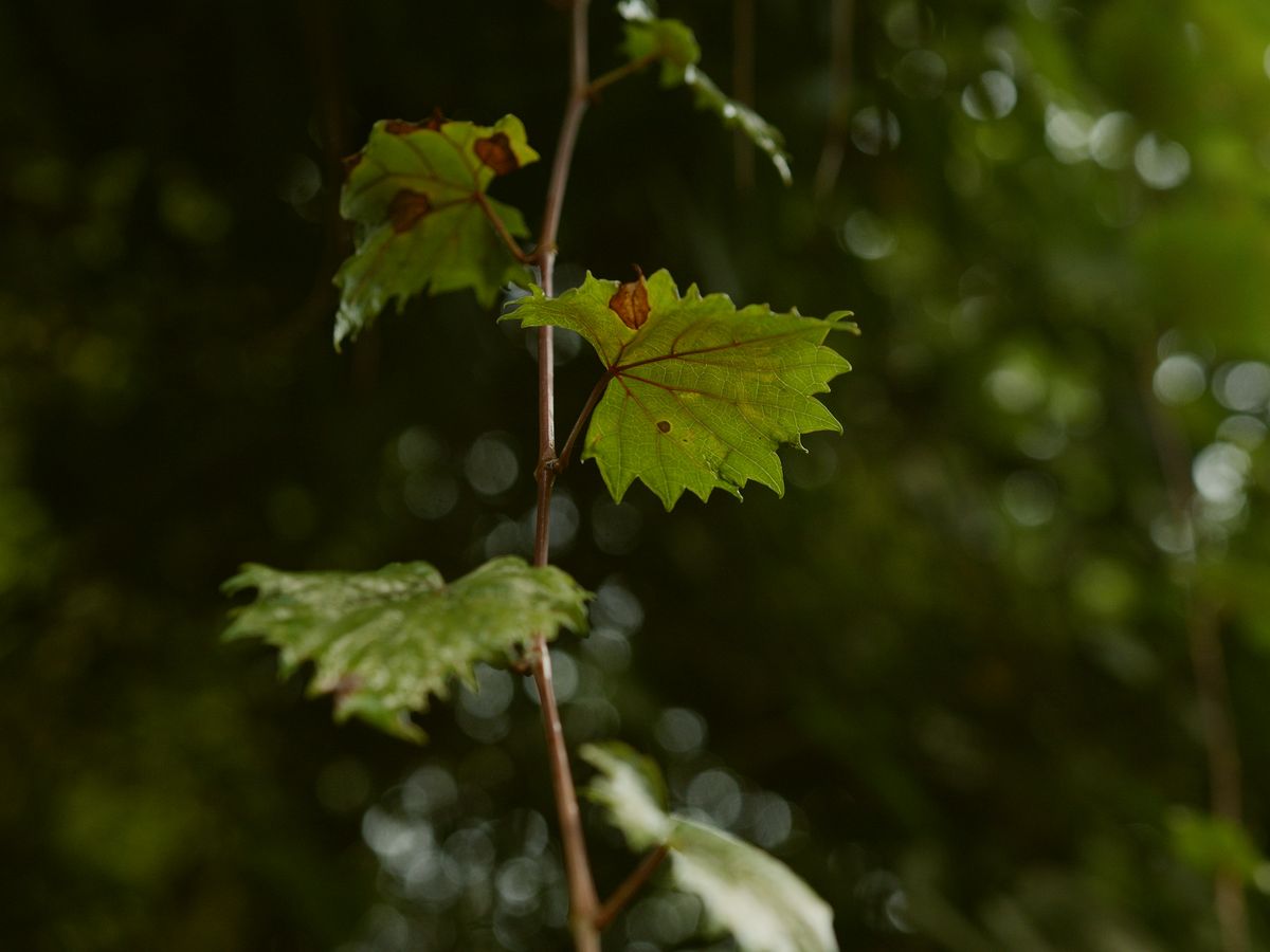 A young vine leaf lit from behind