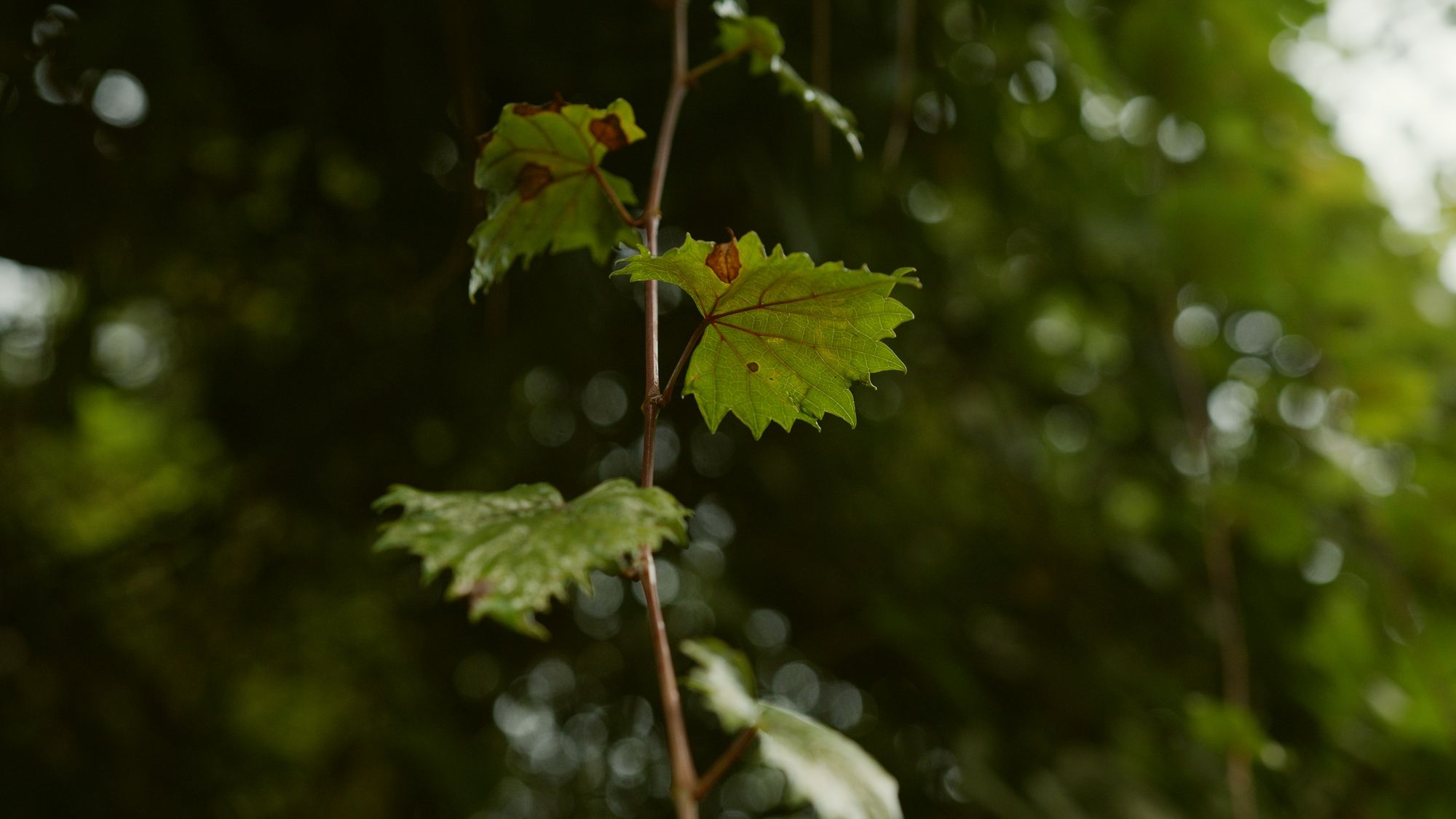 A young vine leaf lit from behind, the forest soft beyond it