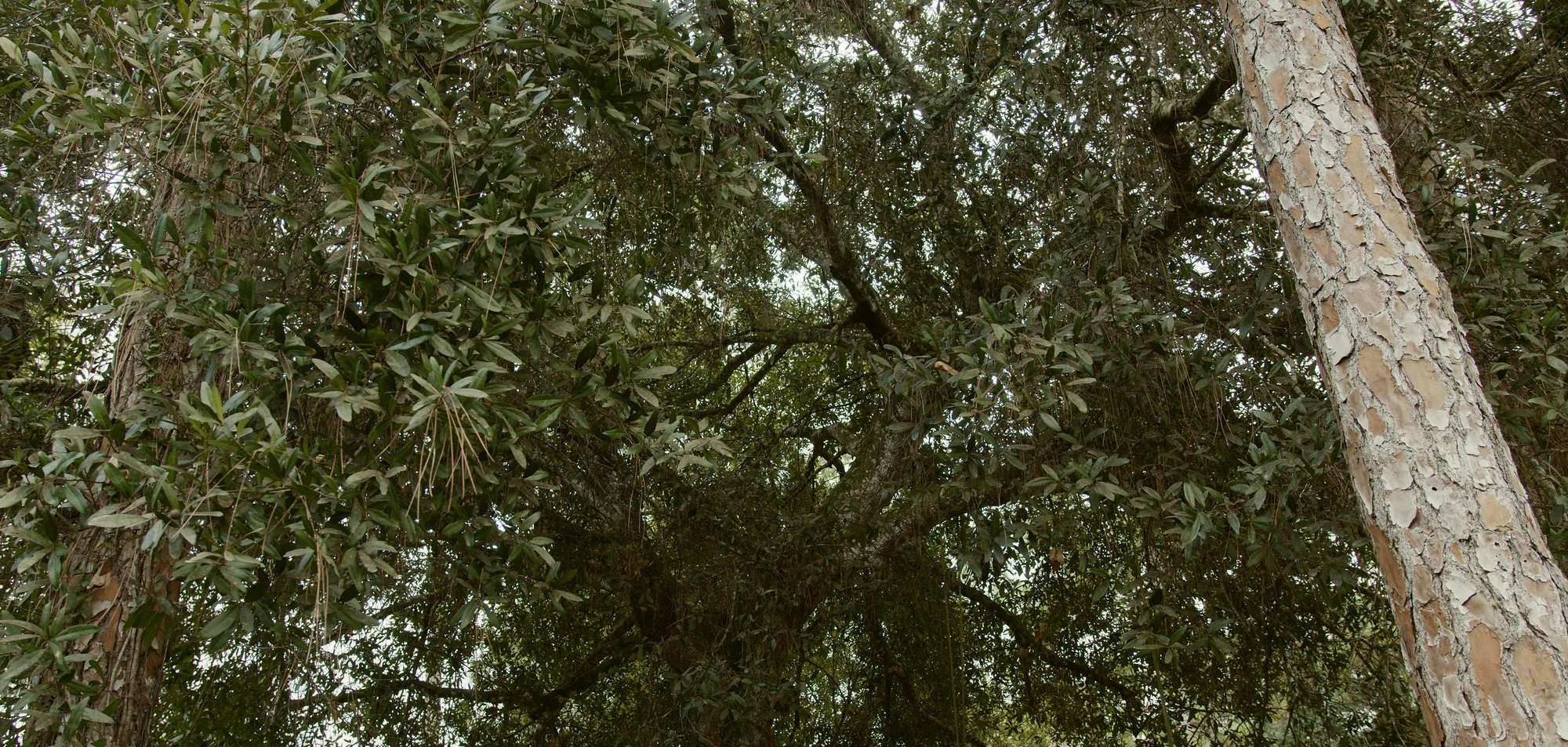 An old oak's canopy beside a pine trunk at Tikkun Sanctuary