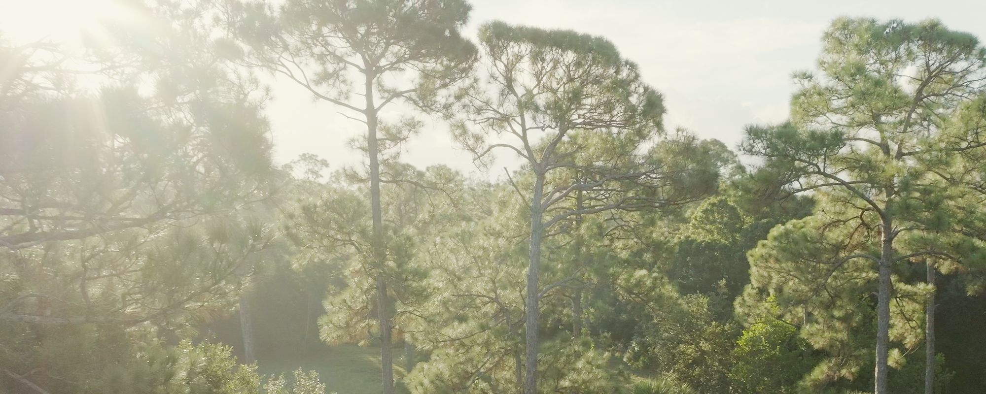 Morning sun through tall pines at Tikkun Sanctuary