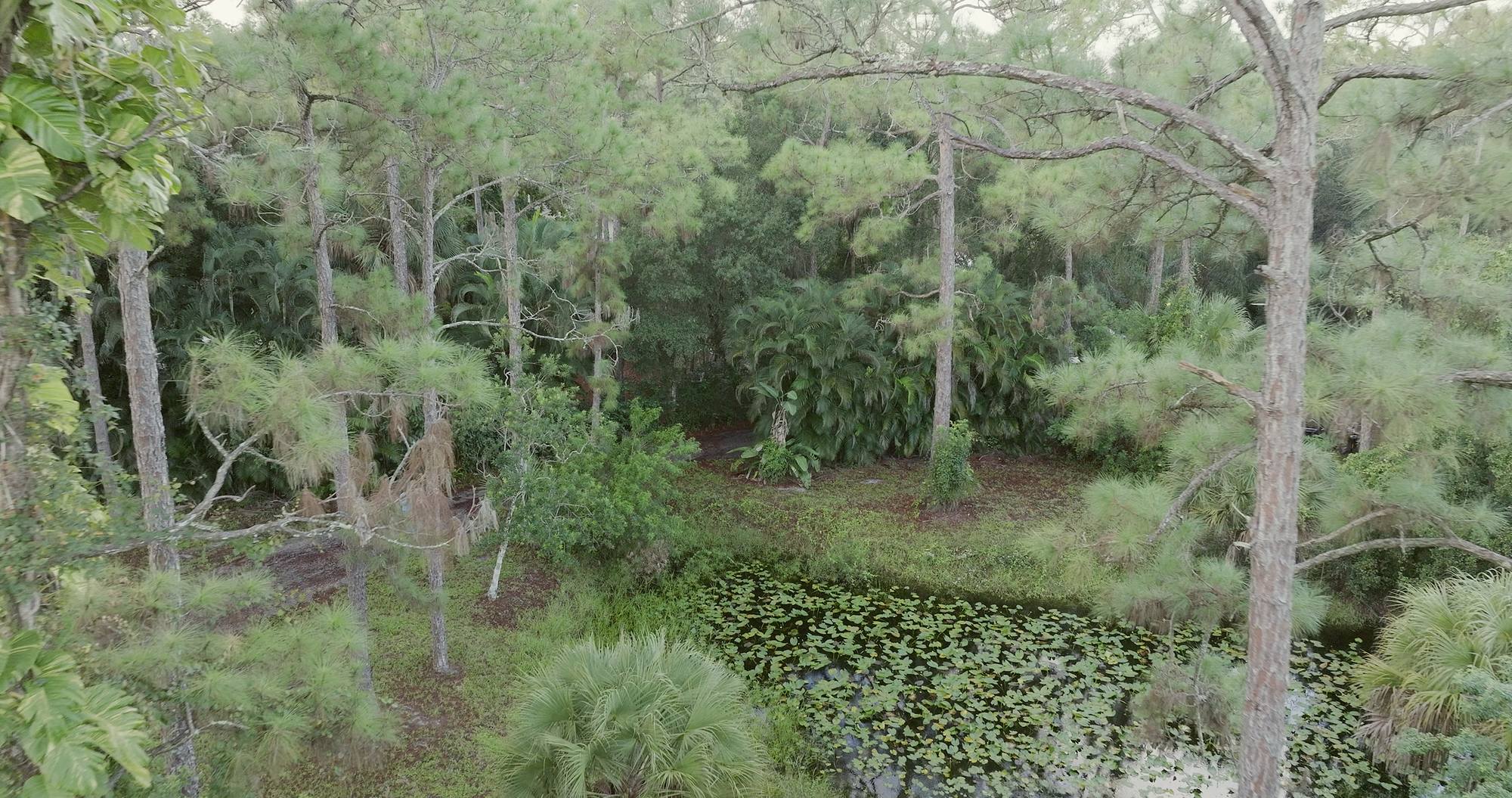 The pond with lilies under the canopy at Tikkun Sanctuary